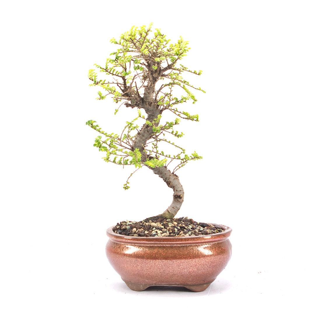 Japanische Ulme 'Ulmus japonica'